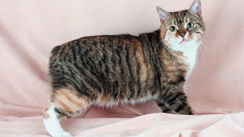Manx cat sitting in the corner of an indoor room.