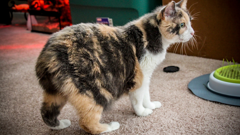 Manx cat lying on the floor in a relaxed position, stretching its body.
