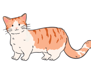 Munchkin Cat