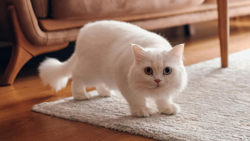 Munchkin cat standing angrily inside a room.