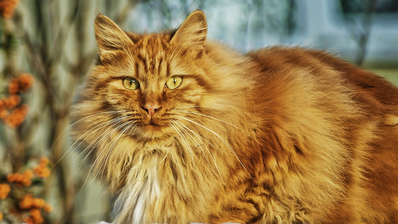 Red Norwegian Forest Cat sitting in a green field.