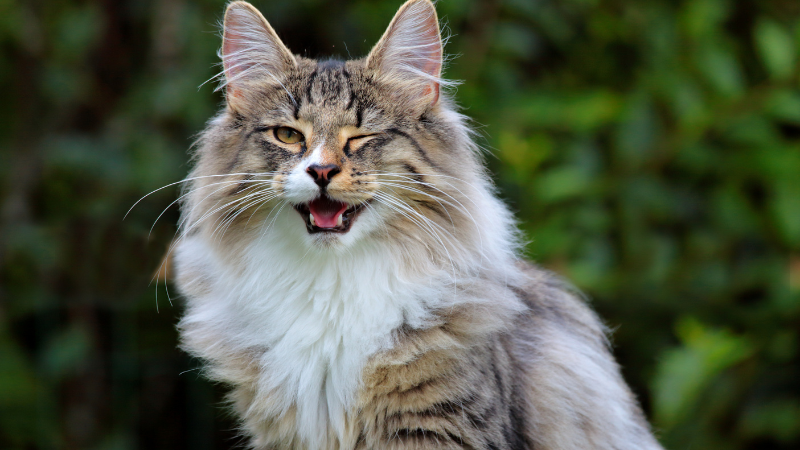 Fluffy Norwegian Forest Cat with thick fur and tufted ears.