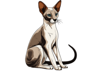 Oriental Shorthair Cat