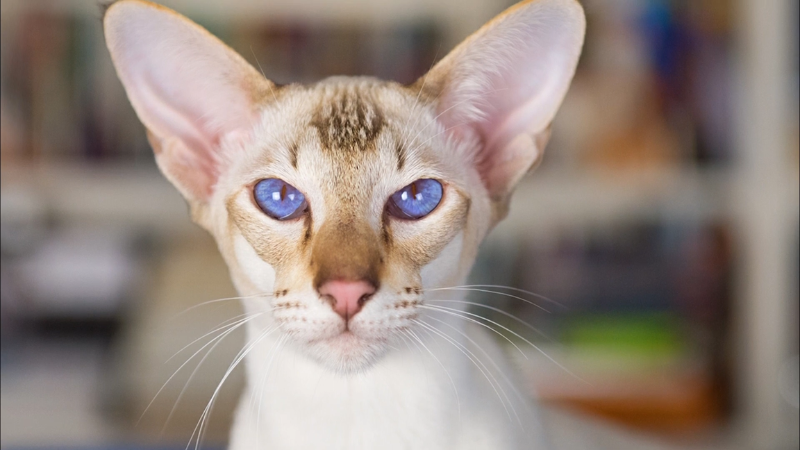 Oriental Shorthair cat standing upright and staring directly ahead indoors.