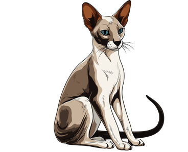 Oriental Shorthair Cat