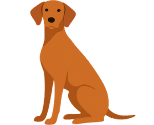 PVizsla Dogiggle Dog (Puggle)