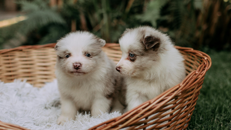 Two Pomsky puppies sitting together in a basket indoors