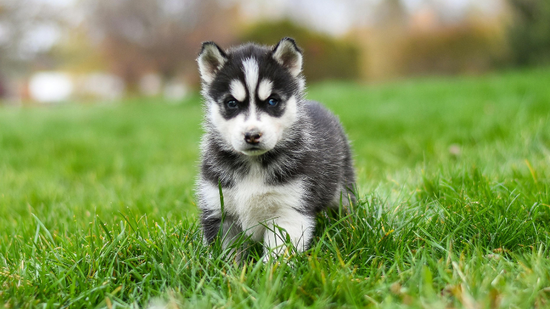 Bound dog standing in a green field outdoors