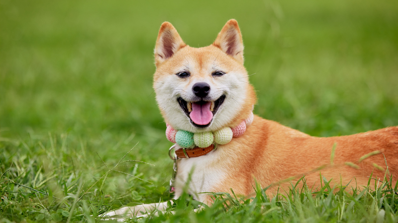 Shiba Inu puppy relaxing in a field, panting with tongue out