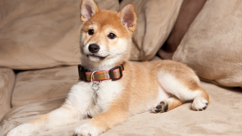 Shiba Inu puppy sitting inside a sofa