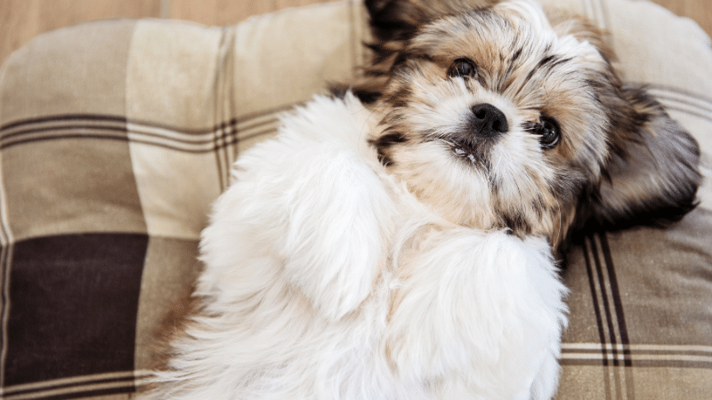 Shih Tzu dog lying comfortably on a pillow indoors