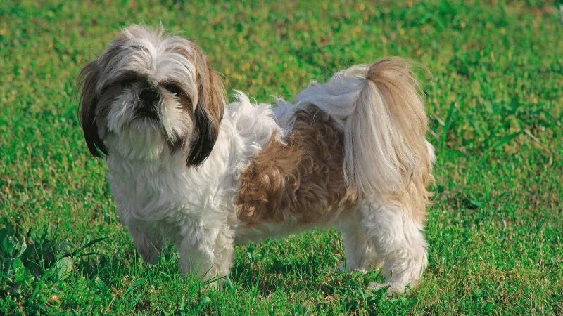 Shih Tzu dog standing calmly in a grassy field outdoors