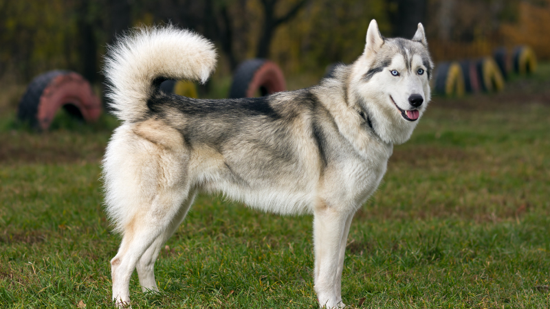 Siberian Husky puppy standing in a field