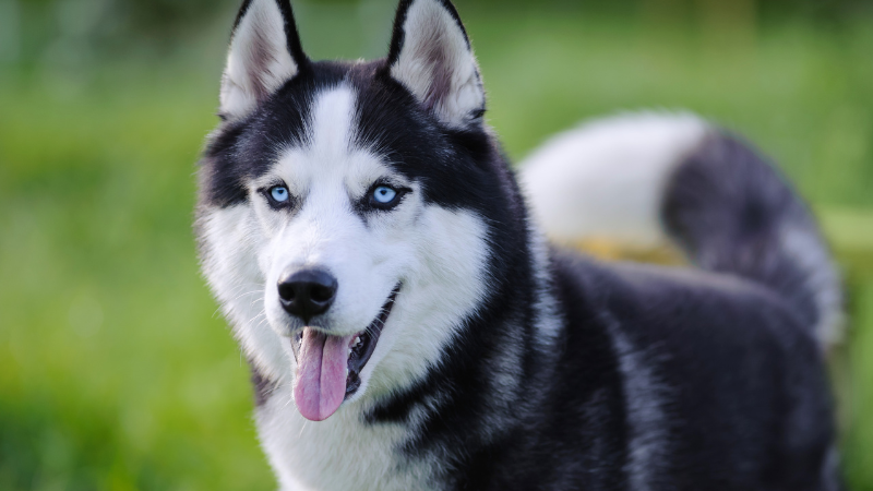 Siberian Husky puppy face close-up with blue eyes