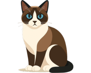 Snowshoe Cat