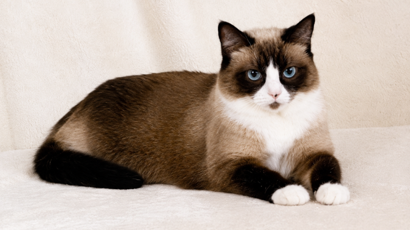 Snowshoe cat sitting inside a room, looking calm and relaxed.