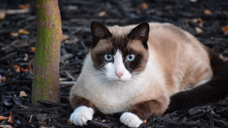 Snowshoe cat sitting in a corner of a room.