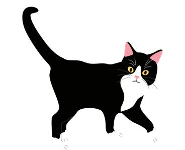 Tuxedo Cat