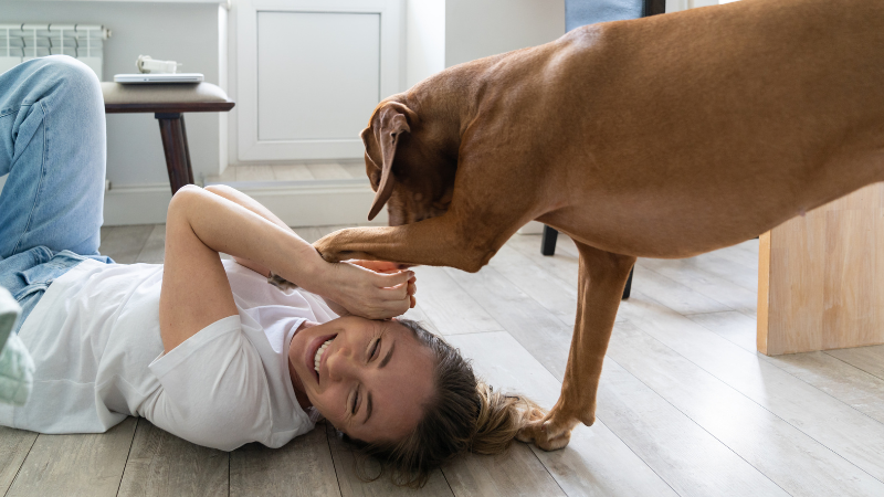 Vizsla dog playing with owner inside a room