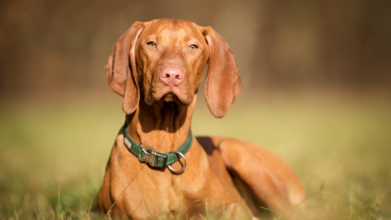 Vizsla dog resting on a green grassy field