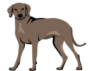 Weimaraner Dog