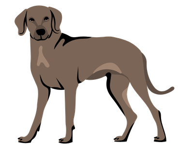 Weimaraner Dog