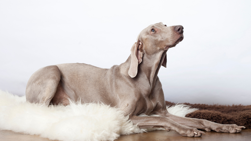 Weimaraner dog sitting calmly on the floor indoors