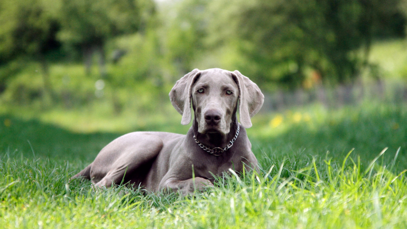 Weimaraner dog sitting in a field looking alert.
