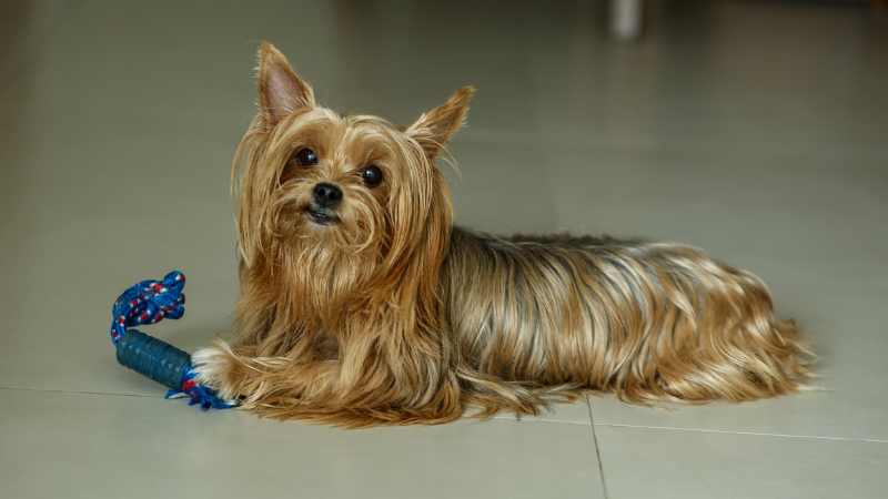 A golden-colored Yorkshire Terrier sitting on the floor.