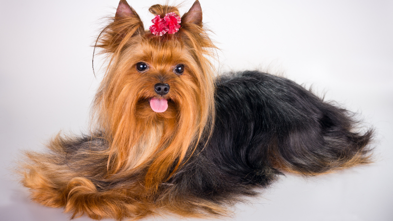 Yorkshire Terrier dog setting on a floor