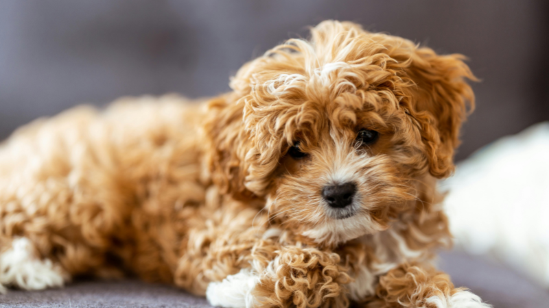 Cavapoo dog sitting calmly on a bed indoors.
