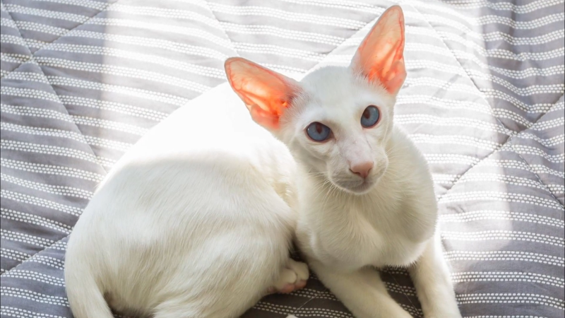 Oriental Shorthair cat sitting calmly on a bed indoors.
