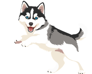 siberian husky puppies Running