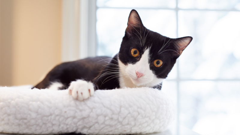 Brown tuxedo cat sitting on a sofa and looking straight ahead.