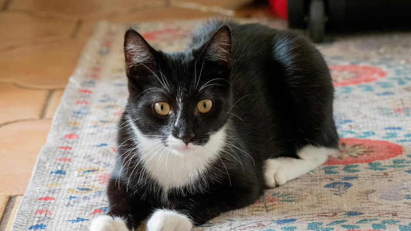 Brown tuxedo cat sitting on a sofa and looking straight ahead.