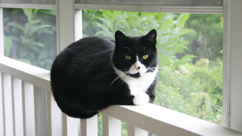 Tuxedo cat sitting on the balcony railing of a house.