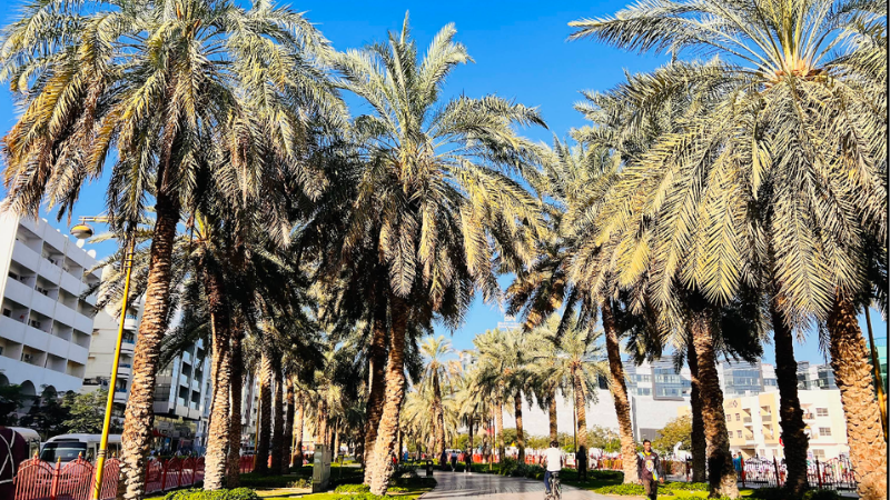 Al Muteena Park Dubai full view with lush green grass and landscaped gardens