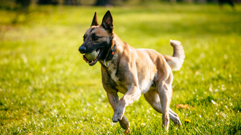 Belgian Shepherd dog playing with a ball in an open grassy field.