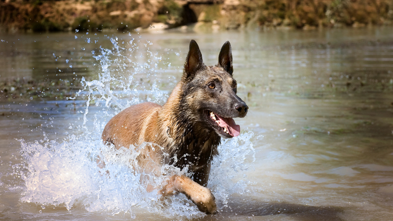 Belgian Shepherd dog splashing through water in an open field.
