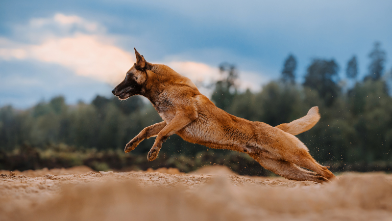 Belgian Shepherd dog running across a field during training.