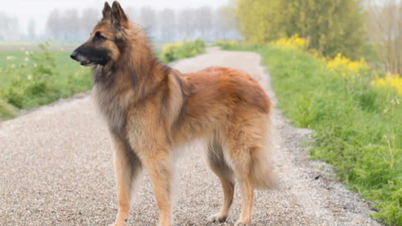 Belgian Shepherd dog standing in the middle of a road