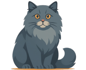 British Longhair Cat