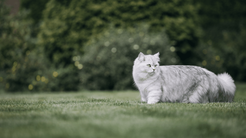 Gray British Longhair cat standing in a grassy field looking behind
