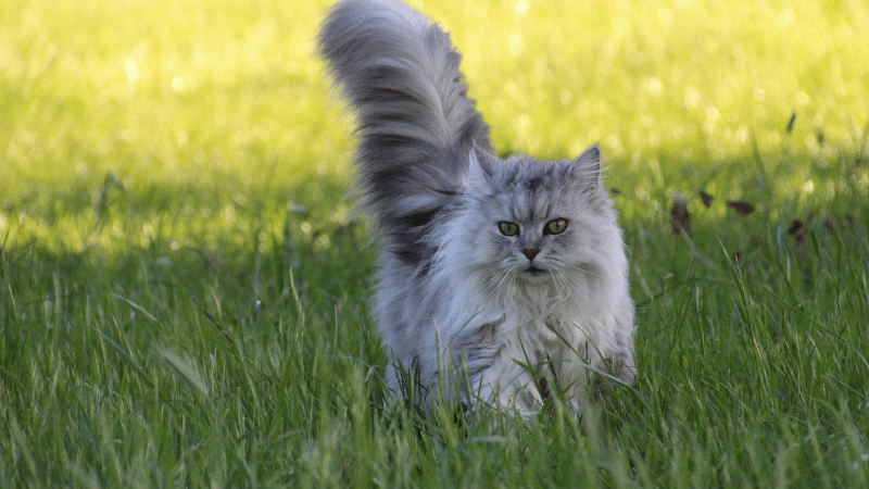 White British Longhair cat standing in a lush green field