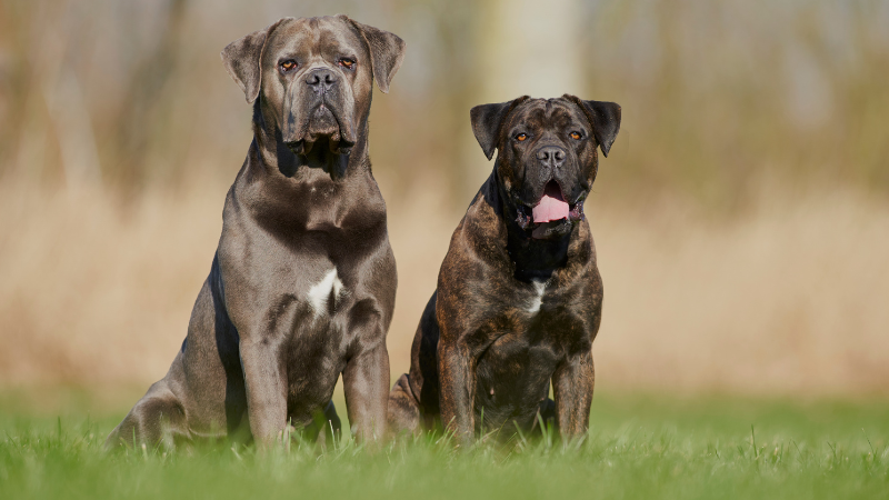 Two black Cane Corso dogs resting together in a grassy field