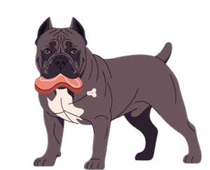 Cane Corso Dog