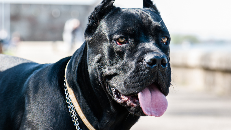 Black Cane Corso dog with tongue out, close-up face portrait