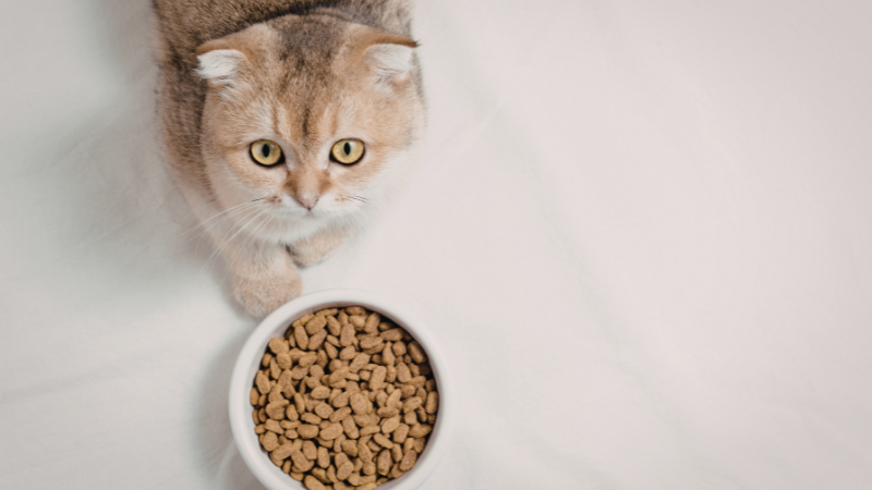 A cat sitting next to a bowl or package of cat food, waiting to eat.