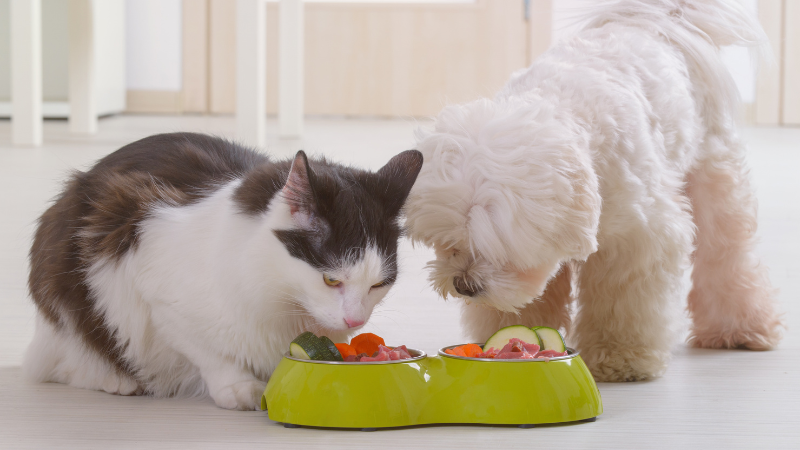 Friendly dog and cat sharing mealtime together with separate food bowls indoors
