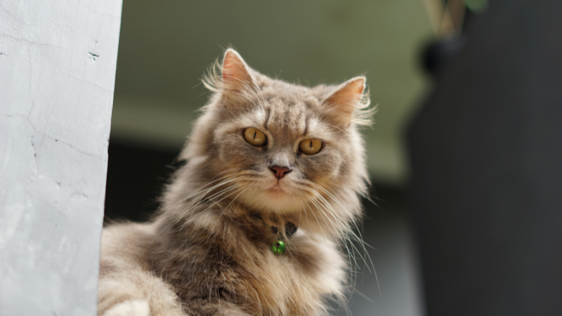 **Alt Text:** Ragamuffin cat sitting with an angry expression.